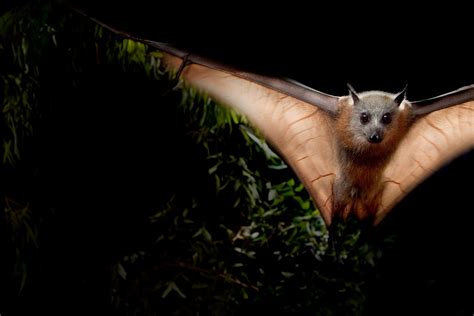 Spectacled flying fox predators - navigatorJuli