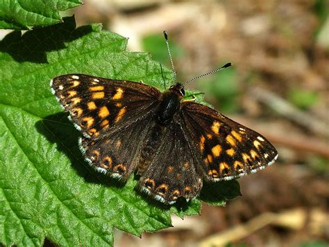 Duke of Burgundy Butterfly Picture Desktops | Butterfly pictures, Burgundy, Butterfly