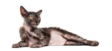 The Lykoi Cat Breed- All About The Werewolf Cats