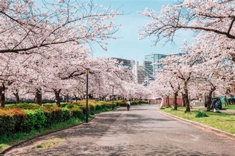 Cherry Blossoms in Osaka: Everything You Need to Know for Your Trip