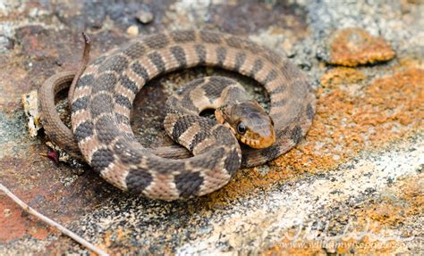 Baby Northern Watersnake - WILLIAM WISE PHOTOGRAPHY