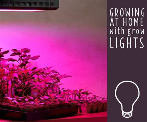 How To Use Led Grow Lights For Indoor Plants | Homeminimalisite.com