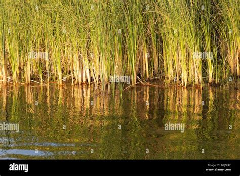 Egypt. Reeds along the Nile River. (Editorial Use Only Stock Photo - Alamy