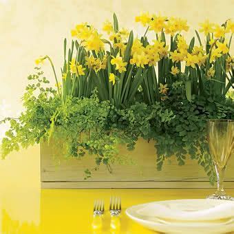 I love me some ferns and daffodils! Daffodils William Wordsworth ...