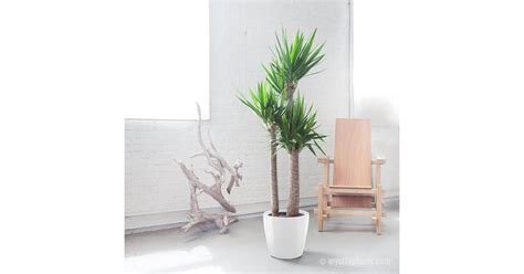 Yucca Cane | Best Large Indoor Plants | POPSUGAR Home Photo 52