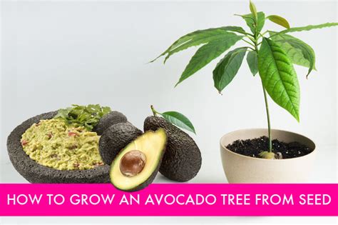 HOW TO: Grow an Avocado Tree from Seed | Inhabitat - Green Design, Innovation, Architecture ...