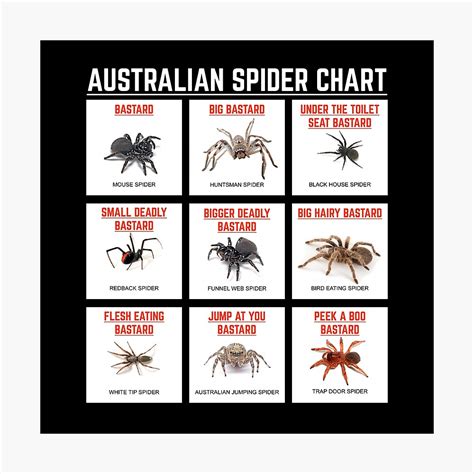 Spinnen Zoekkaart Spider Chart Spider Identification - vrogue.co