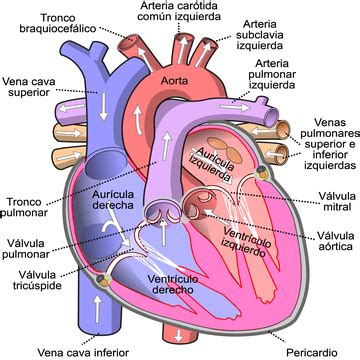 MÉDICO EN CAMINO: Anatomía del corazón