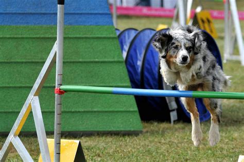 How to Train Your Dog to Run an Obstacle Course | Wag!