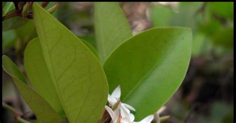 SATISFIED : BOTANICAL FAMILIES: Apocynaceae