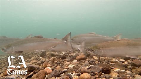 Alaska's Pebble Mine would risk sustainable salmon for copper and gold ...