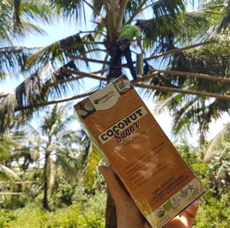 PCA eyes coconut sap sugar production in Bohol