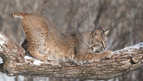 What Adaptations Does a Bobcat Have? | Sciencing