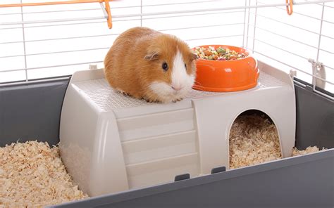 Best Indoor Guinea Pig Cage Models Reviewed - With Tips For Choosing