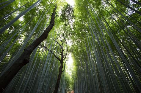 Forest or Nature Bathing: Ancient Practices, Modern Uses, and the Science of Relaxation - Blue Zones