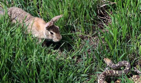 How to Protect Rabbits from Snakes | USA Rabbit Breeders