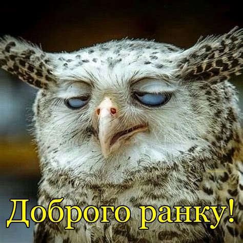 Смішні картинки Доброго ранку | Animals, Good morning, Memes