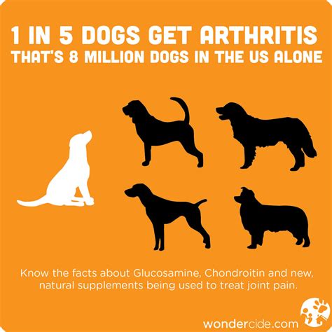 Free Infographic: 1 in 5 Dogs Get Arthritis « Wondercide Blog