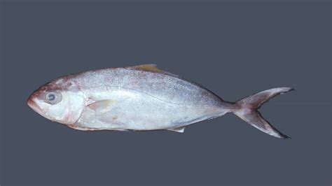 Amberjack Identification » NCFishes.com