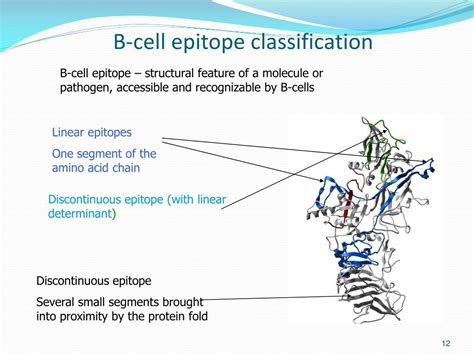 PPT - Prediction of Linear and Conformational B-cell Epitopes PowerPoint Presentation - ID:6440306