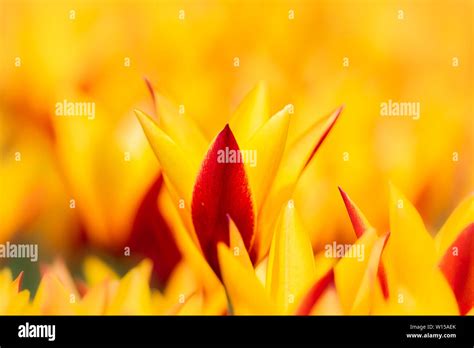 Amsterdam Tulips 1 Stock Photo - Alamy