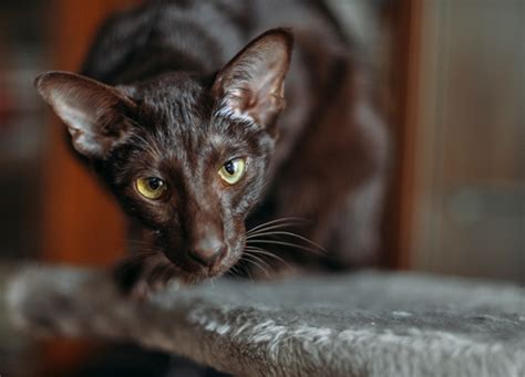 The 15 Most Stubborn Cat Breeds - PureWow