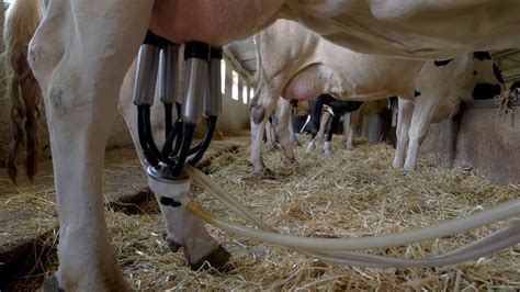 Milking machine on udder. Cows stand in stall. Farm produces lots of ...