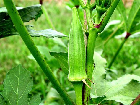 OKRA || Harvesting typically starts a few months after planting and continues steadily for a ...