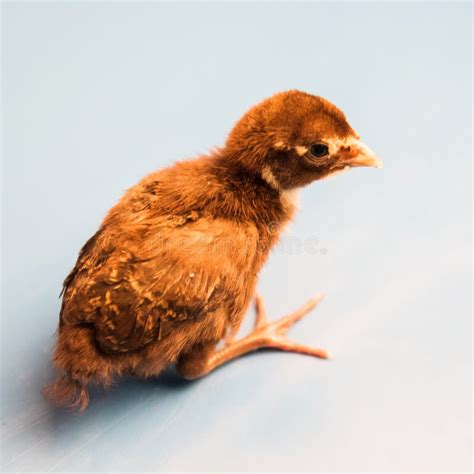 Baby Golden Pheasant. stock image. Image of cute, bird - 15147869