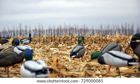 Duck Hunting Decoys Corn Field Stock Photo 729000085 - Shutterstock