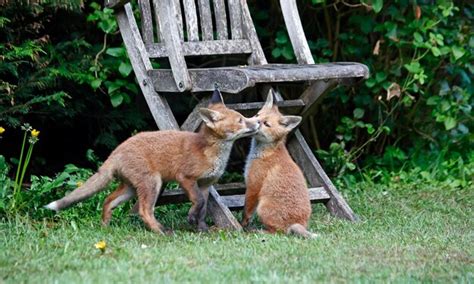 Premium Photo | Urban fox cubs exploring