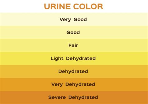 Orange Urine vs. Dark Yellow: Telling the Difference » Scary Symptoms