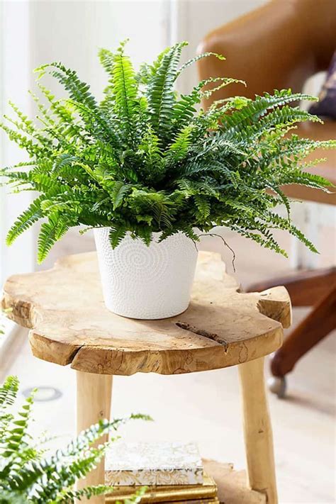 Incredible Low Light Air Purifying Plants For Small Space | Home decorating Ideas