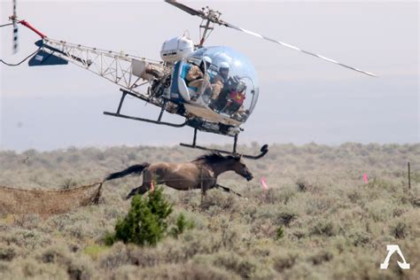 Shocking Photos Show What the U.S. Government Is Doing to Wild Horses Because of the 'Threat ...