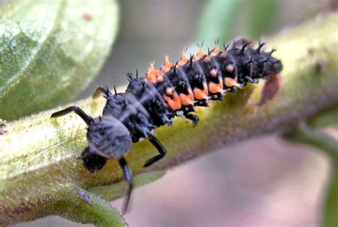 Ladybird Beetle Life Cycle