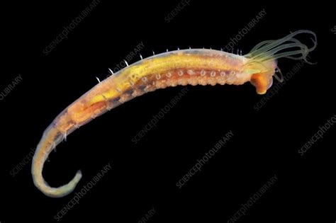 Marine worm - Stock Image - C014/9612 - Science Photo Library