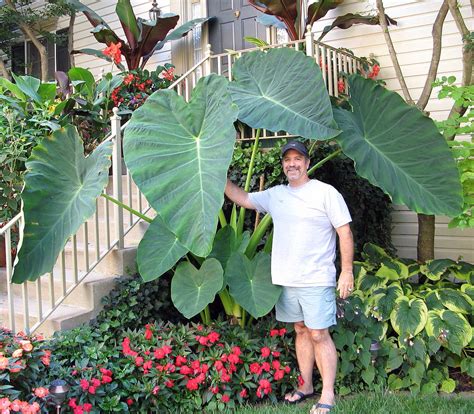 My wife has requested some “tropical” plants behind the wall and I need ...