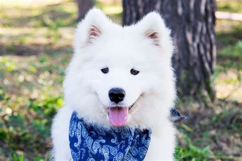 Samoyed Temperament: What’s It’s Like to Own A Samoyed