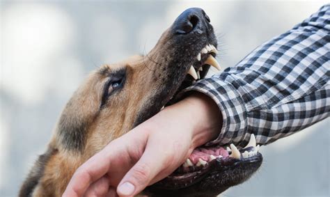 Caring for Your Dog Bite Injury | Denver, CO | Pushchak Law