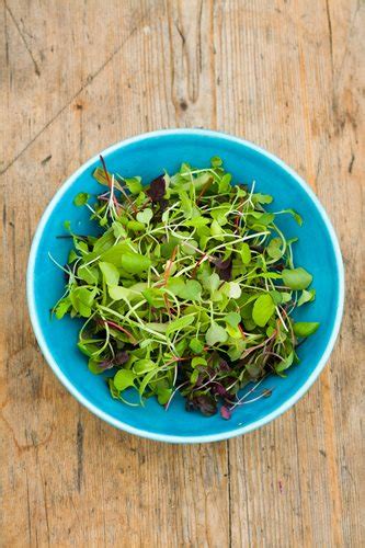 How to Grow Your Own Microgreens | Garden Design