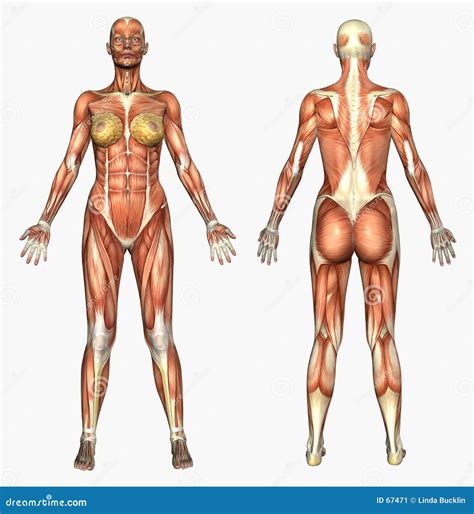 Human Female Muscle Anatomy