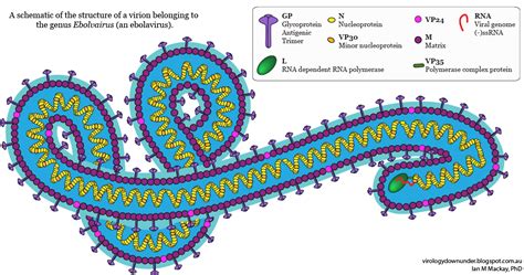 VDU's blog: Because ebolavirus...