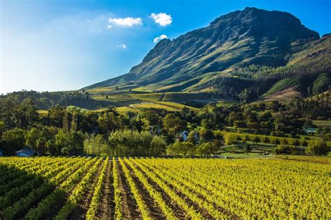 6 Best Stellenbosch Wine Tours To Experience