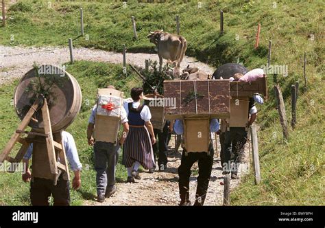 Alp alpine farming carrying cows dairymen equipment folklore from back ...