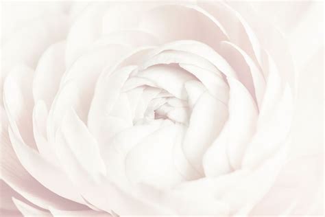 White Flower Images | Free Photos, PNG Stickers, Wallpapers & Backgrounds - rawpixel