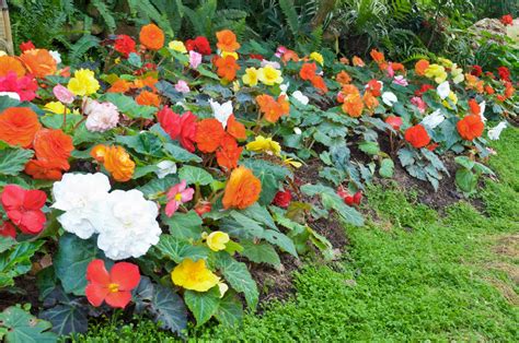 Yes, You Can Divide Begonia Tubers - Laidback Gardener