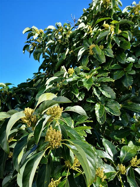 My avocado tree is flowering : r/gardening