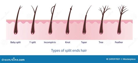 Types of Split Ends Hair, Baby Split, Y Split, Incomplete, Knot, Taper, Tree, Feather. Stock ...