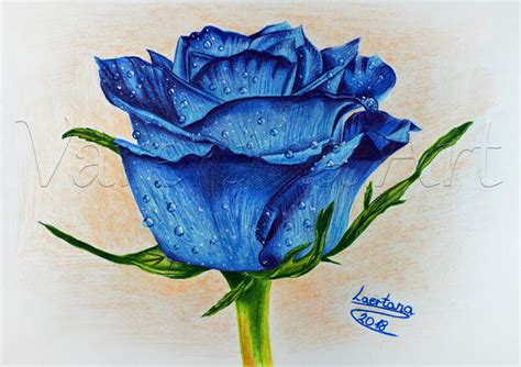 Blue Roses Drawings