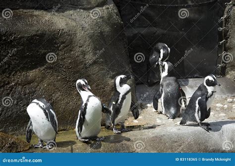 Penguin Colony stock image. Image of exotic, active, flightless - 83118365